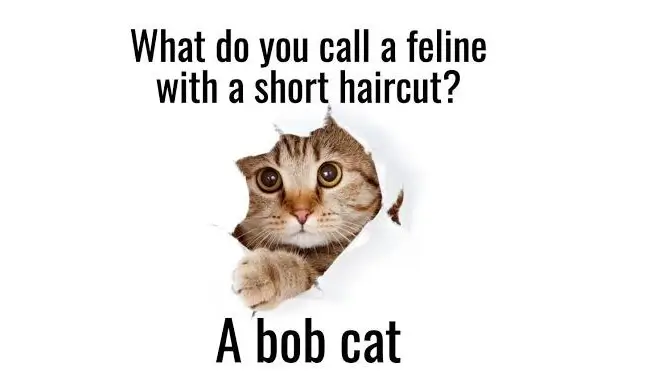 Animal Punny Jokes