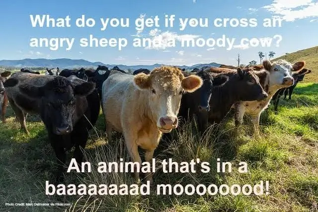 Animal Jokes for Kids (Farm, Zoo and Horses)