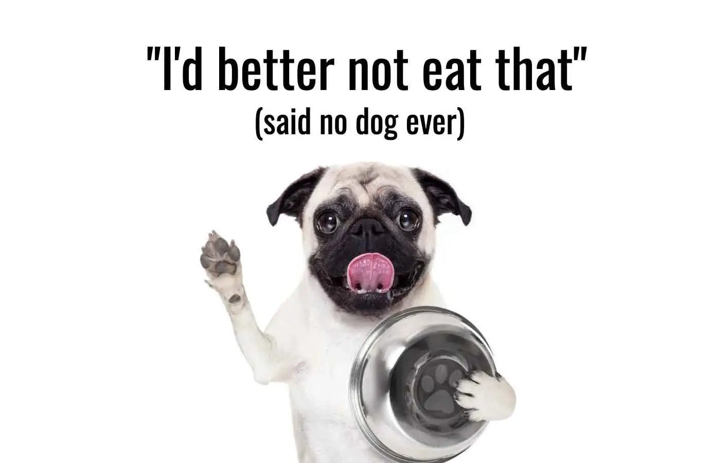 Dog Jokes for Kids
