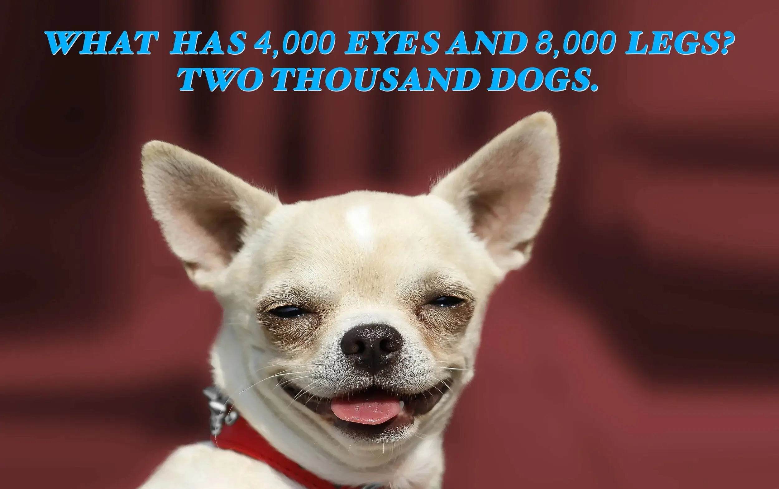 Funny Dog Jokes (Question and Answer)