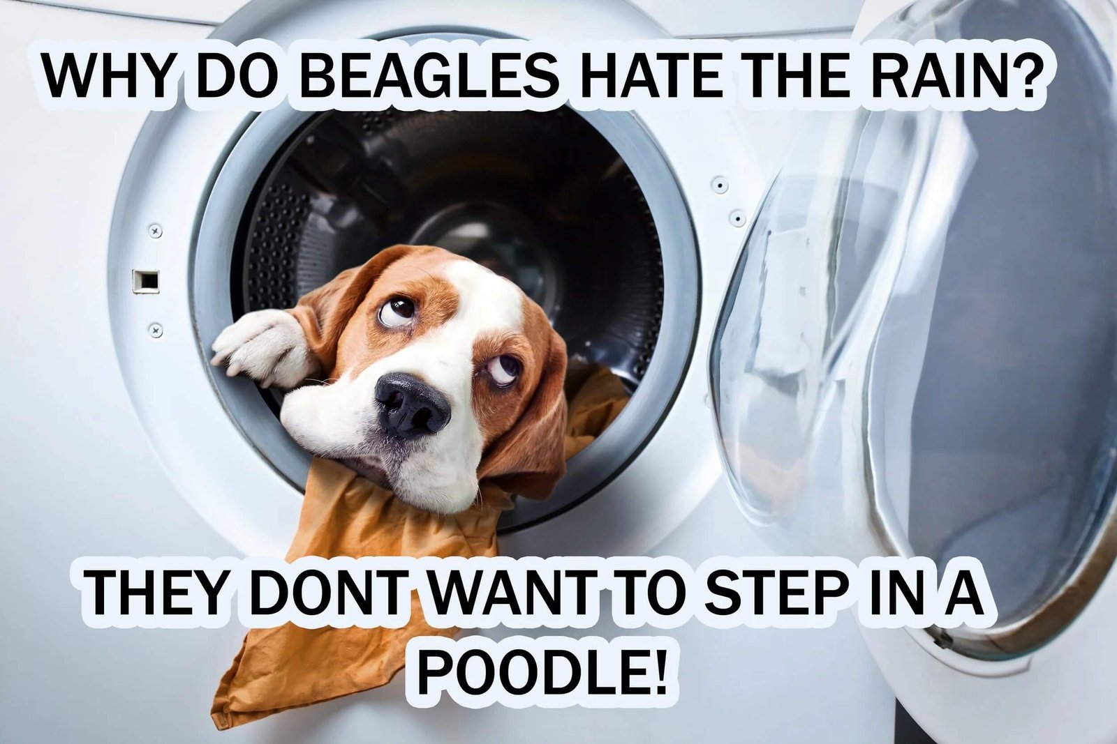 Funny Jokes About Specific Dogs